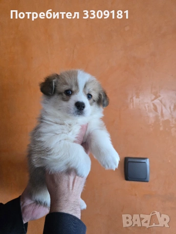 Уелско Корги , снимка 4 - Други - 54006742