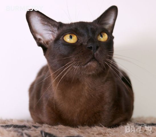 Породисти Бурмански котета от родители шампиони, снимка 9 - Други - 46282031