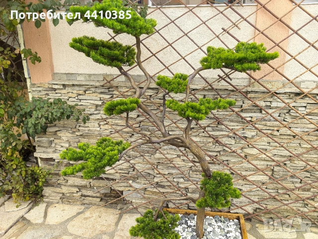 ръчно изработен бонсай Японски стил(уникат) , снимка 6 - Декорация за дома - 52833000