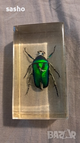 прерарирани насекоми 