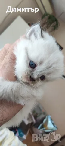 Дългокосместо шотландско мъжко, снимка 12 - Британска късокосместа - 50320973