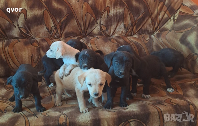 Продавам лабрадори, снимка 4 - Лабрадор ретривър - 53494683