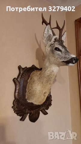 Препарирани Сръндаци 2 броя, снимка 3 - Други - 53132037