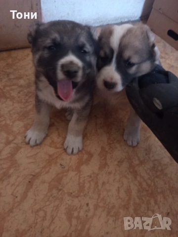 Алабай Таджикистански, Мъжко и Женско , снимка 10 - Алабай - 53582203