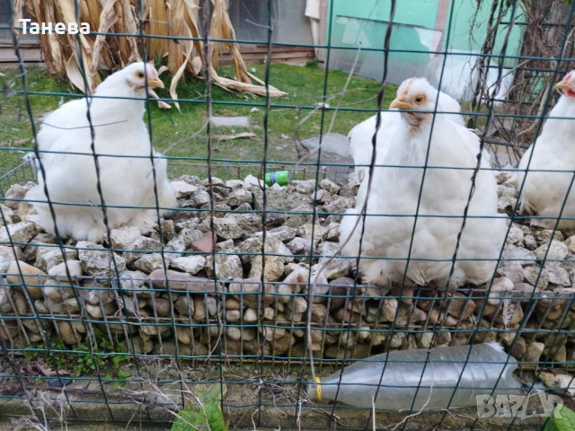 Мини кохин, снимка 2 - Кокошки и пуйки - 53711670