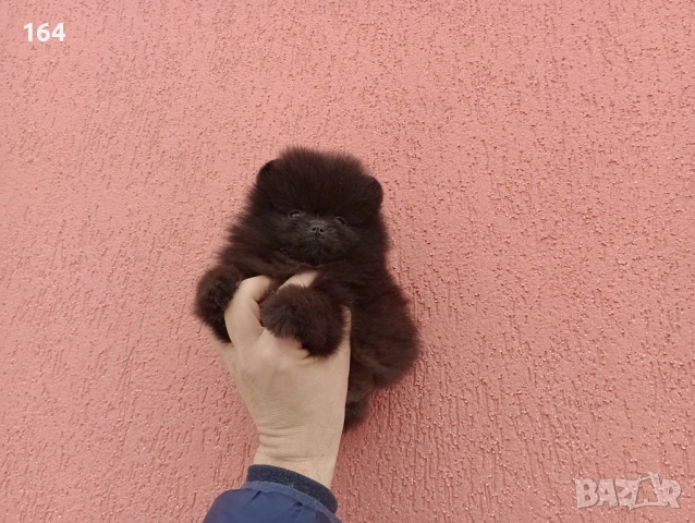 Померан. Шоколадово мъжко Померанче. Реални снимки от 02.02.26 г., снимка 3 - Померан - 53315564