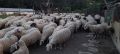 Продавам стадо овце, снимка 3