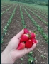 Разсад ягоди сорт Априка и Клери от производител, снимка 3