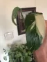 Monstera Lechleriana върхов резник, снимка 2