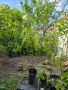 Асимина Трилоба 92см - Реални снимки , снимка 1 - Градински цветя и растения - 45685350