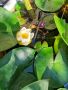 Коренище бяла водна лилия с цвят, снимка 1 - Градински цветя и растения - 46009713