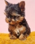 Йоркширски Териер Мини , снимка 4