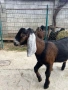  🐐 Продавам мъжки англо-нубийски ярета, снимка 3
