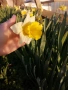 Нарциси (10 луковици) , снимка 6