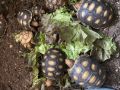 Червенокрака костенурка, леопардова костенурка, , снимка 1 - Костенурки - 45843690