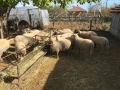 Заплодени/Бременни Овце (Мутон Шароле и др.), снимка 8