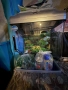 Аквариум с примадлежности, снимка 2