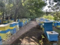 Продавам Кошери с Пчели Пчелни семейства Отводки Оплодени Пчелни Майки, снимка 2