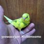 Вълнисти папагалчета, снимка 1 - Папагали - 45341020