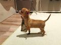 Женско кученце чиху-пинчер, снимка 1 - Чихуахуа - 45573486