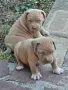 American bully xl, снимка 3