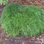 Лъжекипарис “Filifera Nana”, снимка 2