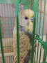 Вълнист папагал с клетката , снимка 1