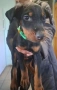 Doberman....     Orgineel...., снимка 1