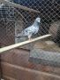 Продавам пакистански гълъб , снимка 1 - Гълъби - 45636205