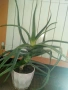Голямо дървовидно лечебно алое-80см.височина , снимка 7