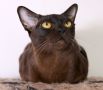 Породисти Бурмански котета от родители шампиони, снимка 9