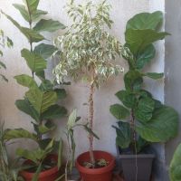 Многогодишен зелен храст Euonymus japonicus, снимка 15 - Градински цветя и растения - 41324609