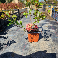 Японска дюля розова, снимка 1 - Градински цветя и растения - 45031101