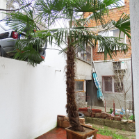 Студоустойчиви палми Трахикарпус в дървени саксии, снимка 8 - Градински цветя и растения - 44961425