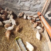Свободни пилета Легхорн на Различна възраст, снимка 4 - Кокошки и пуйки - 45087041