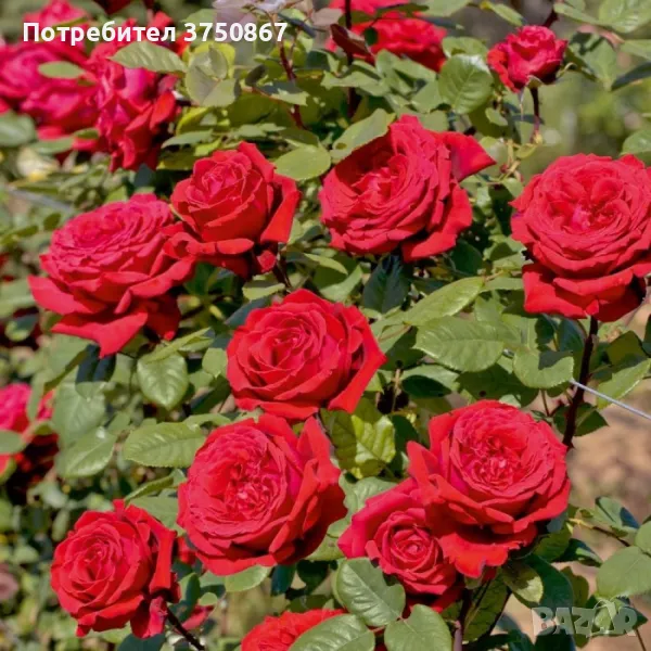 РОЗА 🌹 BOTERO® Meiafone 🌹, снимка 1