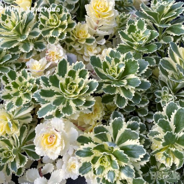 Седум ,,Атлантик,,, снимка 1