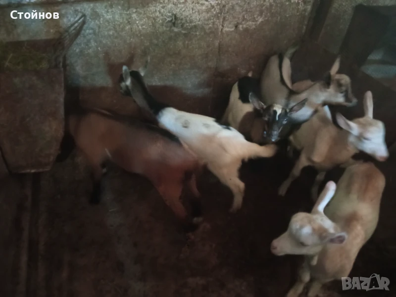 Ярета , снимка 1