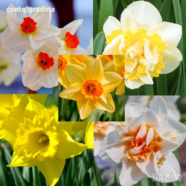 Narcissus(Нарциси микс )25бр, снимка 1