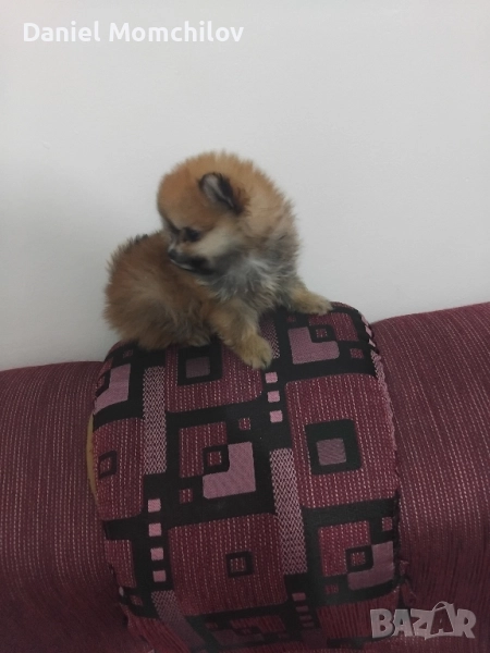 Mini Pomerance , снимка 1