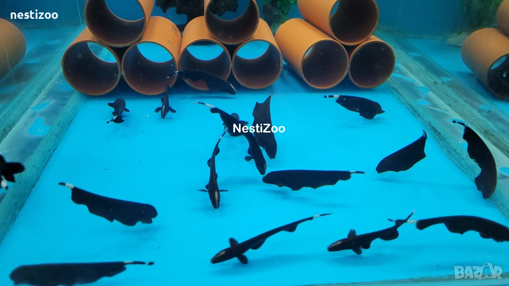 Черен Нож, снимка 1