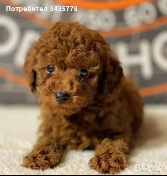 пудел той/poodle toy/, снимка 1