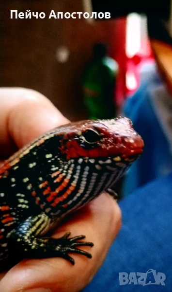 огнен сцинк и всичко необходимо за тяхното отглеждане, снимка 1