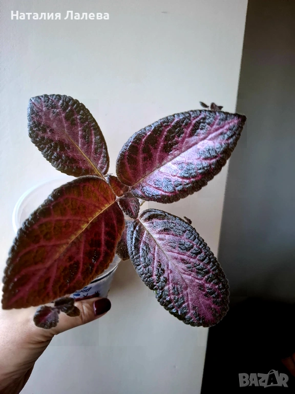 Еписция, episcia Jim's rose garden, снимка 1