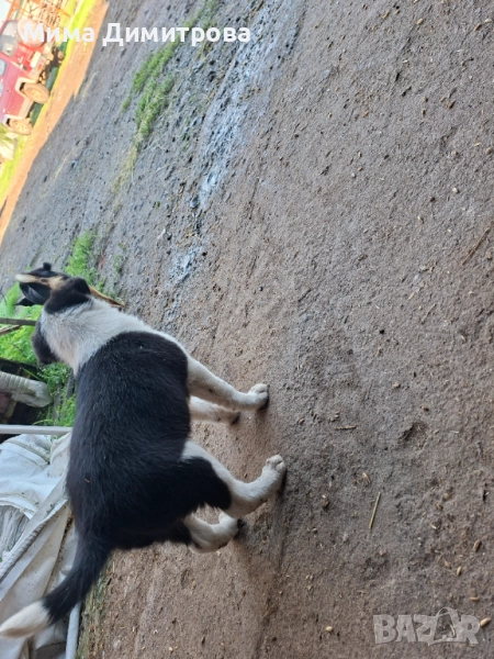  Бордър Коли, снимка 1