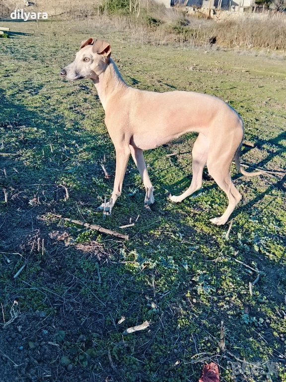 Продавам хрътка, снимка 1