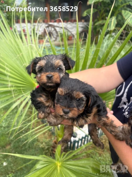 Йоркширски териер, снимка 1