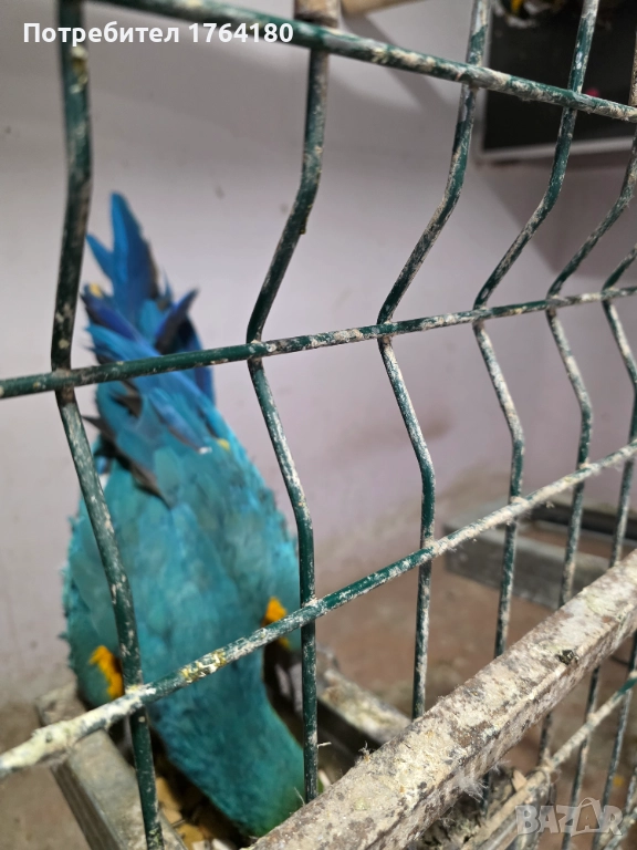 Три двойки папагали ара , снимка 1