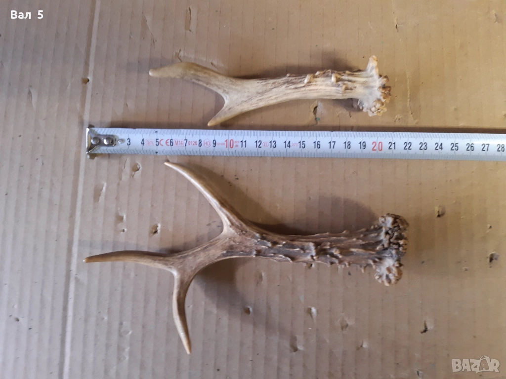 Рога от сръндак - за дръжки на нож и други, снимка 1