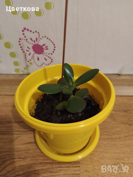 Дърво на Живота, снимка 1